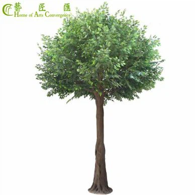 5m Wotè Fo Ficus Tree Deyò