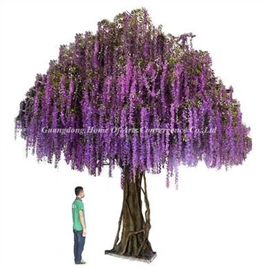 500cm Fo Pyebwa Wisteria